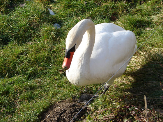 Schwan