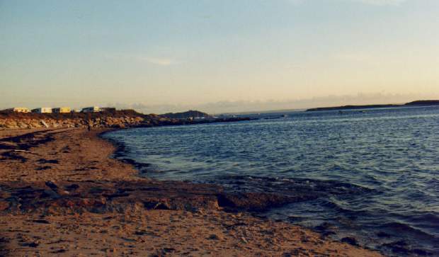 Flut
