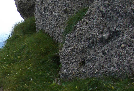 Nagelfluh