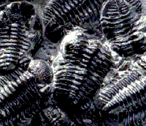 Trilobiten
